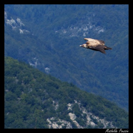 Vautour fauve